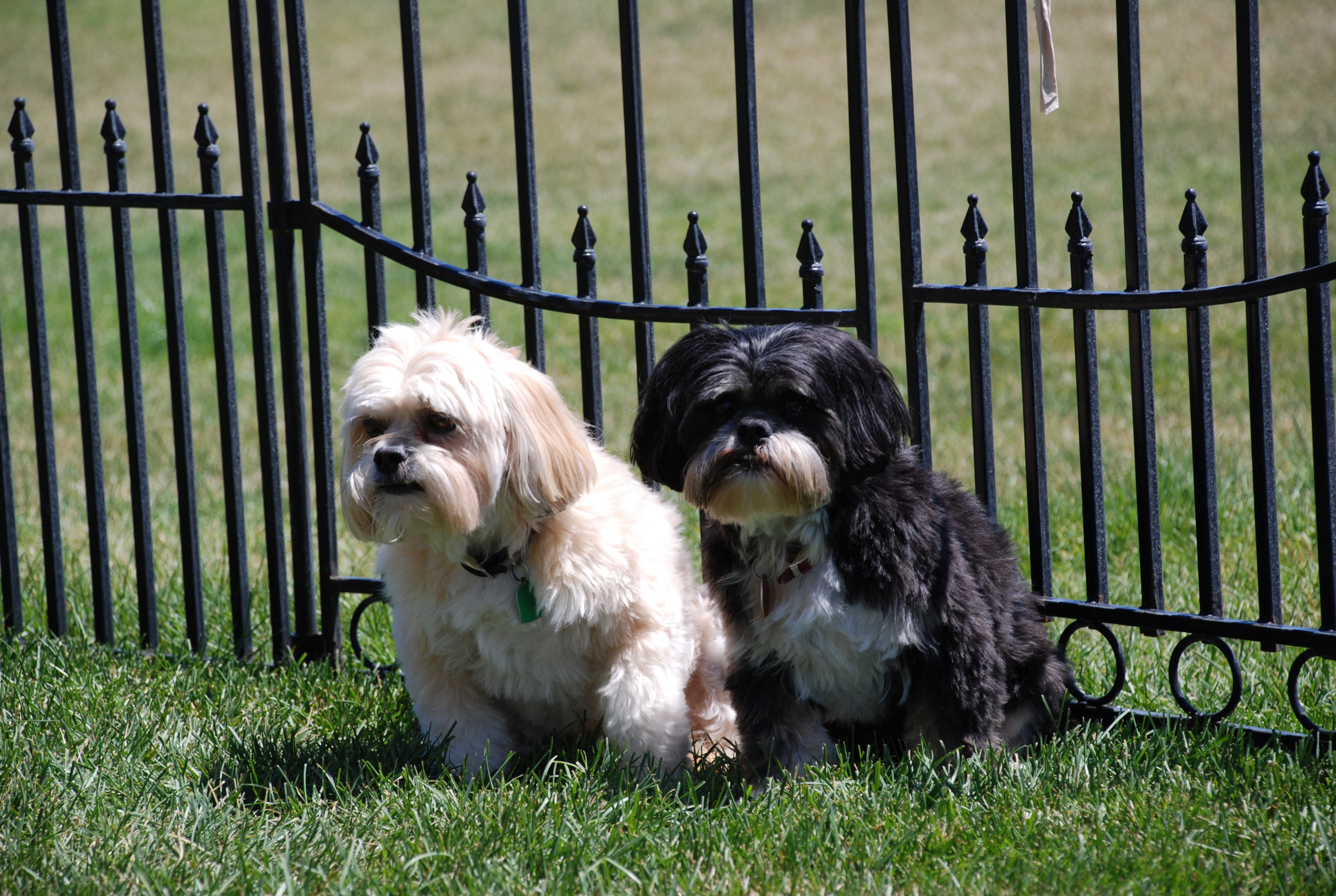 grizz max blk fence